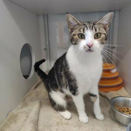 An adult small-sized female Domestic Short Hair cat named Atlantis for adoption in Voorhees, NJ
