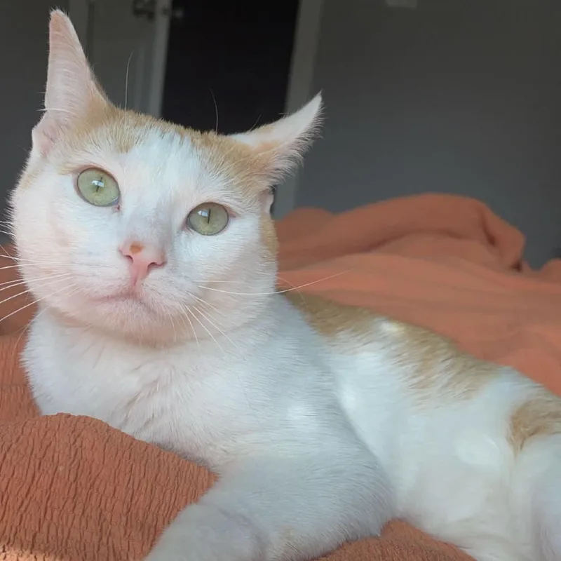 An adult small-sized male White Domestic Medium Hair cat named My Guy for adoption in Philadelphia, PA