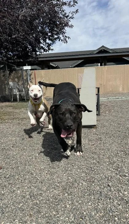 An adult large-sized male American Staffordshire Terrier dog named Stetson for adoption in Redmond, OR