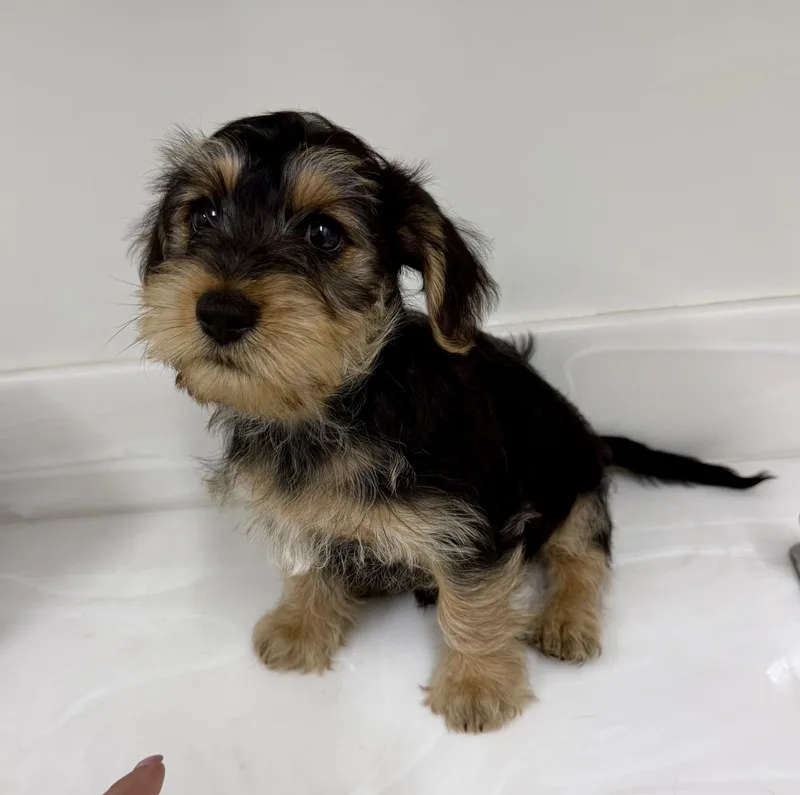 A baby small-sized male Black Yorkshire Terrier dog named Smokey for adoption in Los Alamitos, CA
