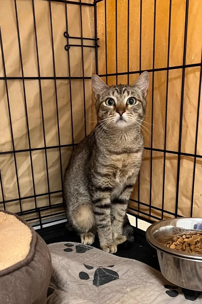 A young medium-sized female Tabby (Brown / Chocolate) Tabby cat named Shingle for adoption in Mira Loma, CA