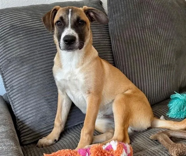 Elsa