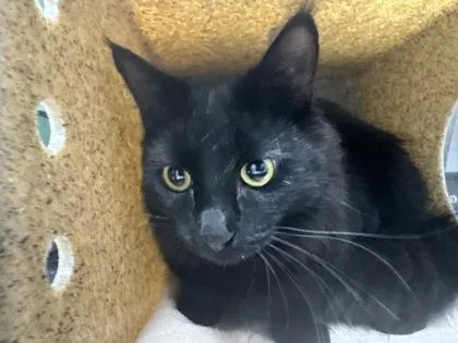 Loki