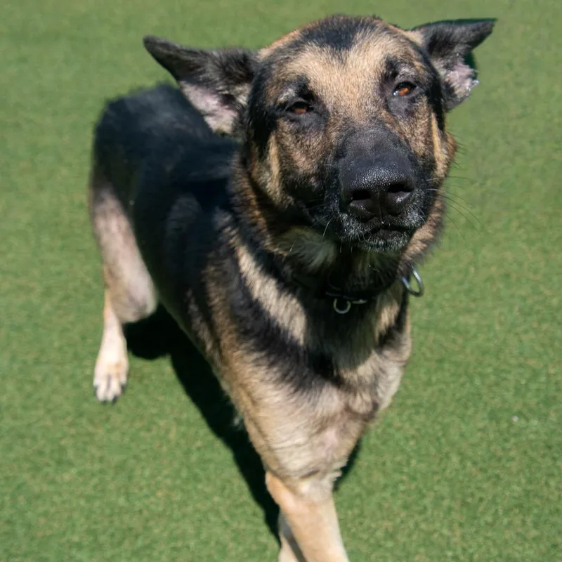 An adult large-sized male Black German Shepherd Dog dog named Zeppelin for adoption in Parkersburg, WV