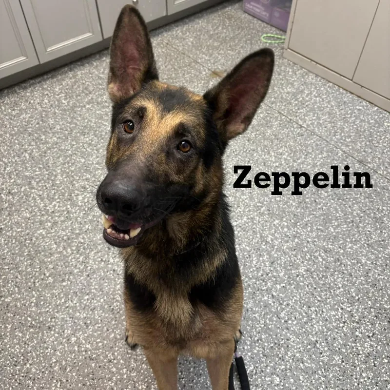 Zeppelin thumbnail 2