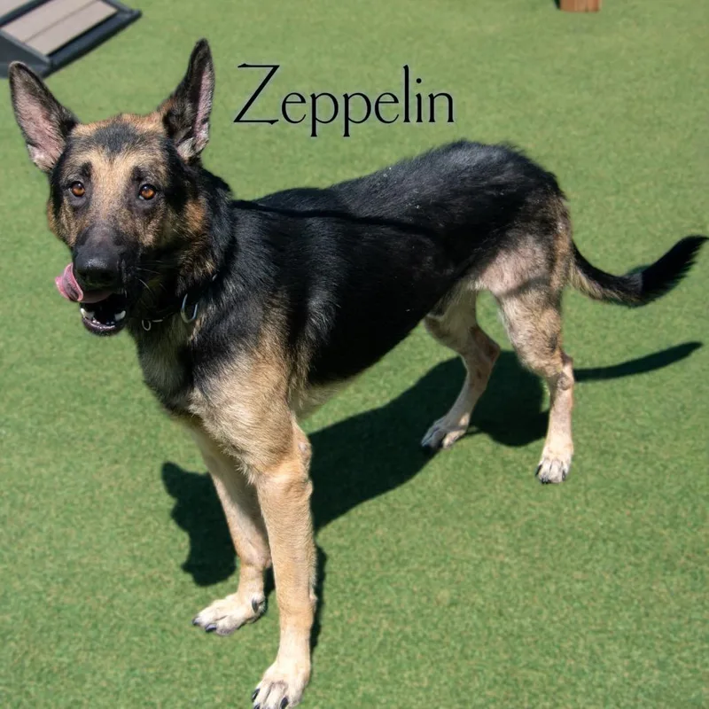 Zeppelin thumbnail 3