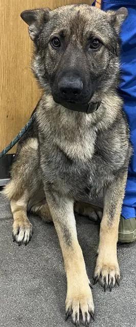 A young large-sized male German Shepherd Dog dog named Buchanan for adoption in Upper Marlboro, MD