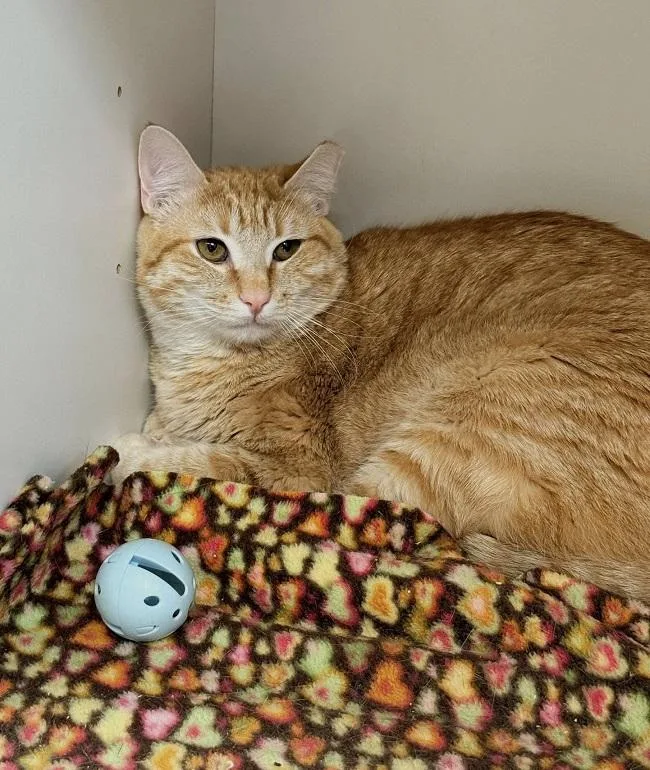 A young medium-sized male Tabby (Orange / Red) Tabby cat named Garfield for adoption in Pegram, TN