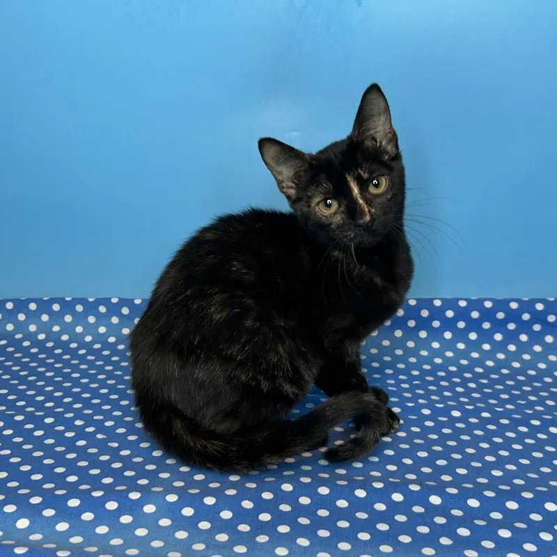 A baby small-sized female Black Domestic Short Hair cat named Selena for adoption in San Antonio, TX