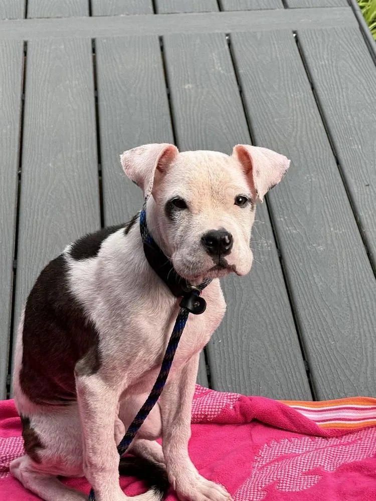 A baby medium-sized male Pit Bull Terrier dog named Otis for adoption in Earleville, MD