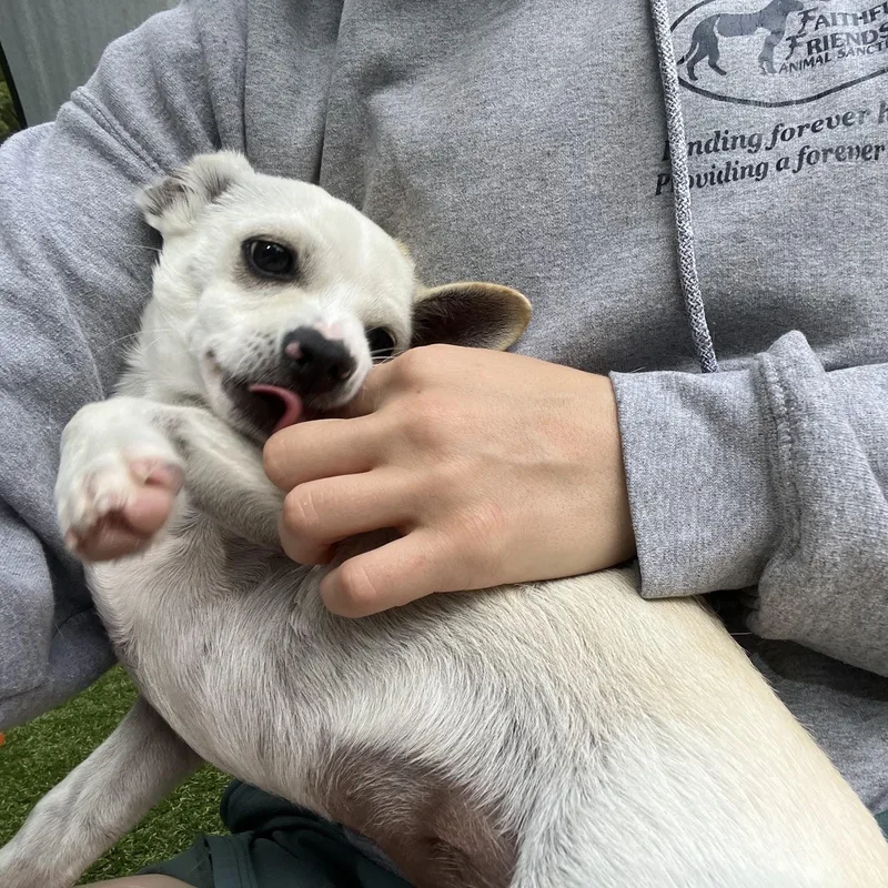 A young small-sized male Apricot / Beige Chihuahua dog named Cavatappi for adoption in Salisbury, NC