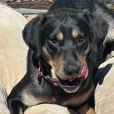 A young medium-sized female Black Coonhound dog named Juniper for adoption in Kansas City, MO