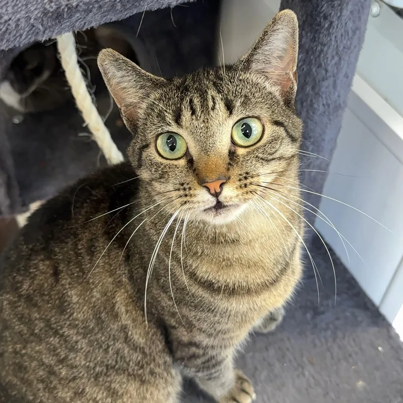 An adult small-sized female Tabby (Brown / Chocolate) Tabby cat named Cindy for adoption in Alma, MI