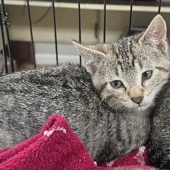 A baby small-sized female Brown / Chocolate Domestic Short Hair cat named Bubbles for adoption in Starkville, MS