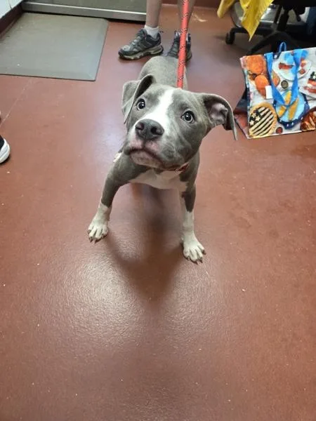 A young medium-sized male Pit Bull Terrier dog named Daryll for adoption in Salisbury, MD