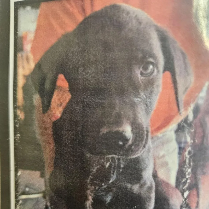 A baby small-sized male Black Labrador Retriever dog named Watusi D for adoption in Princeton, MN