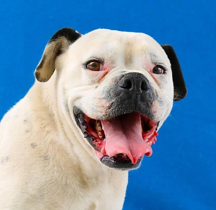 An adult medium-sized male Boxer dog named Max for adoption in Pasadena, CA