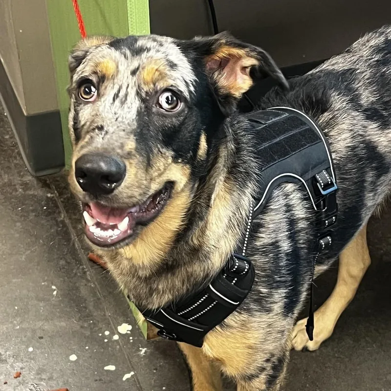 A young medium-sized male Gray / Blue / Silver Catahoula Leopard Dog dog named Rocky for adoption in Norman, OK