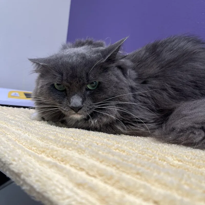 An adult medium-sized female Domestic Medium Hair cat named Buttons for adoption in Englewood, FL