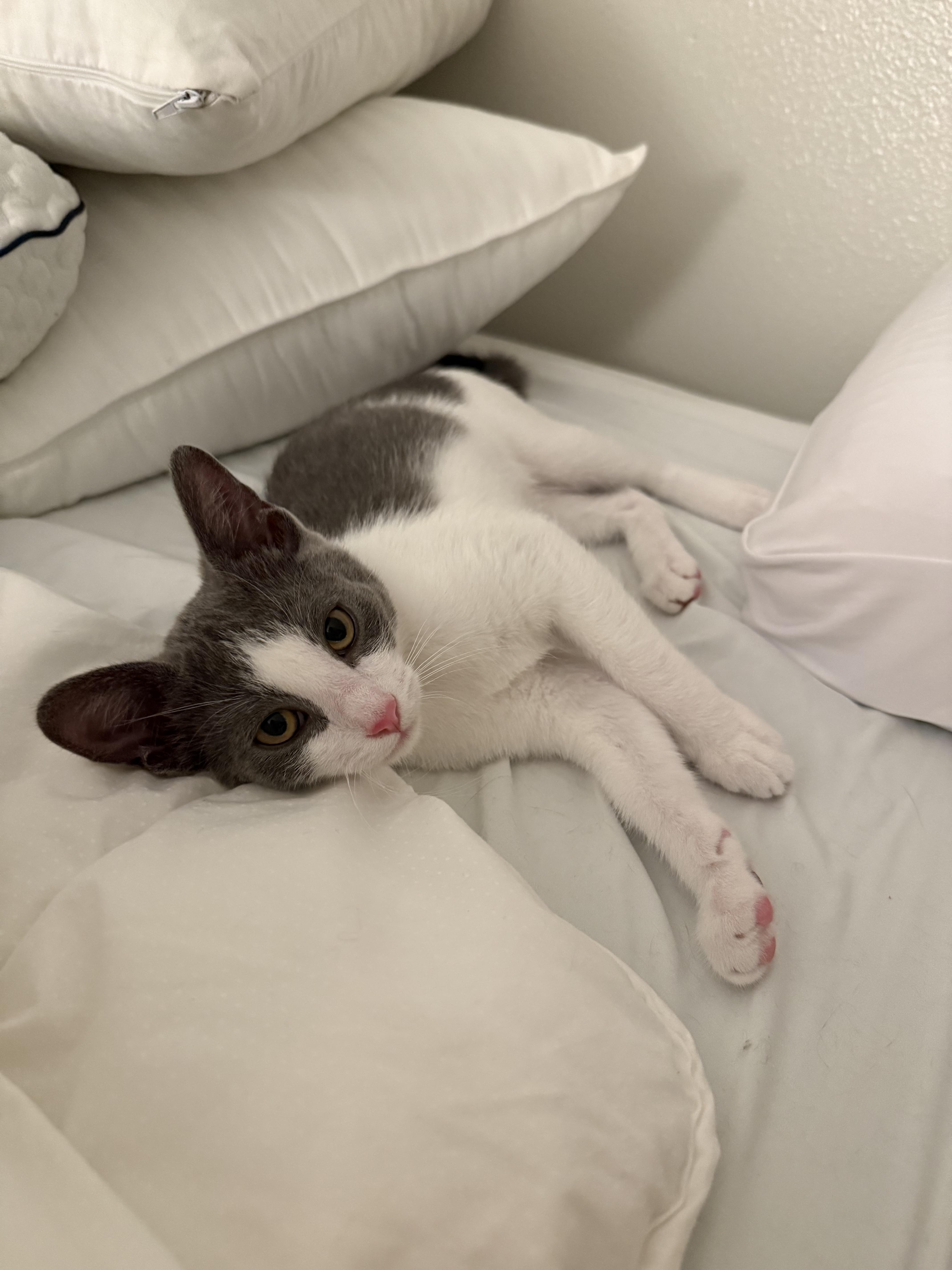 Mochi And Wasabi thumbnail 2