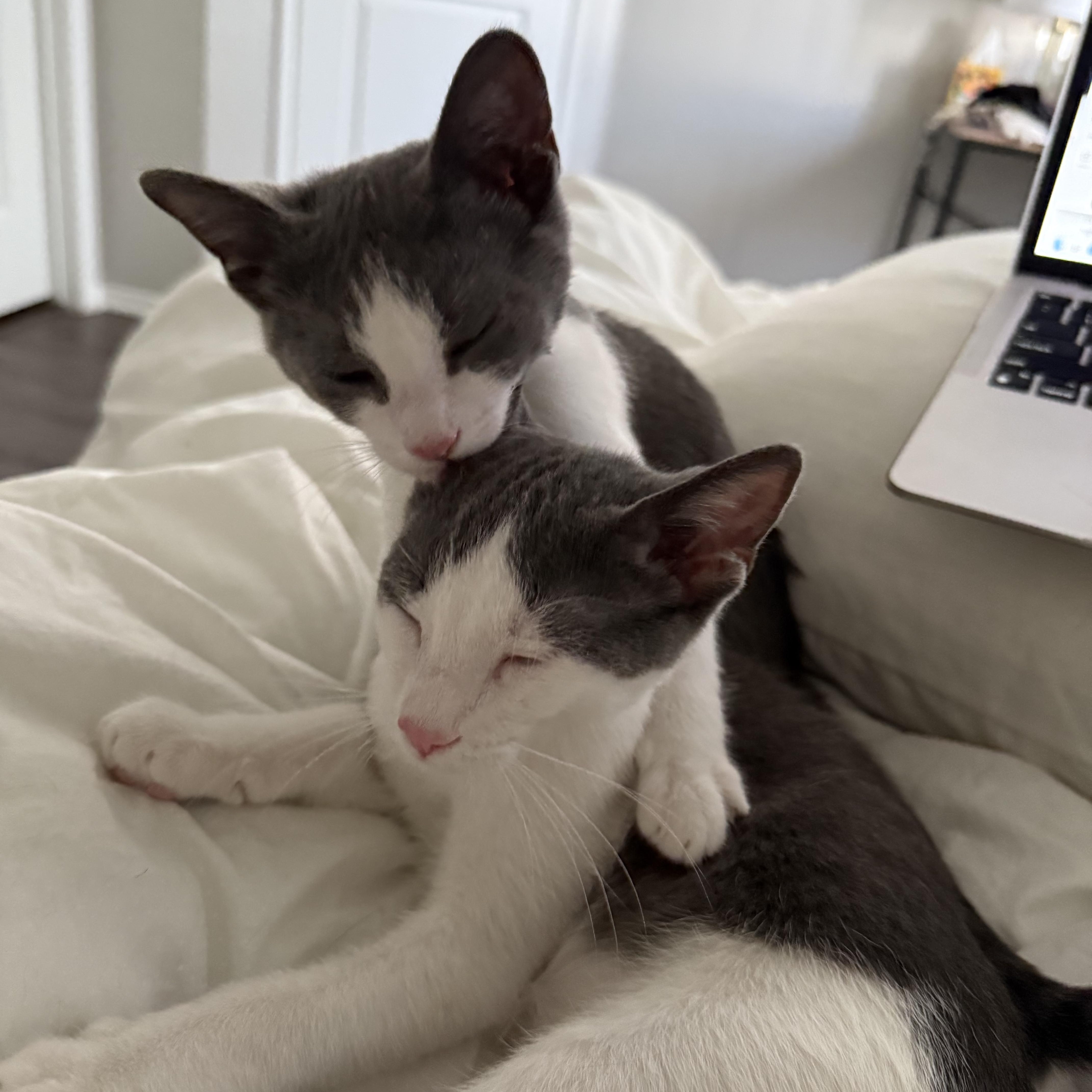 Mochi And Wasabi thumbnail 3