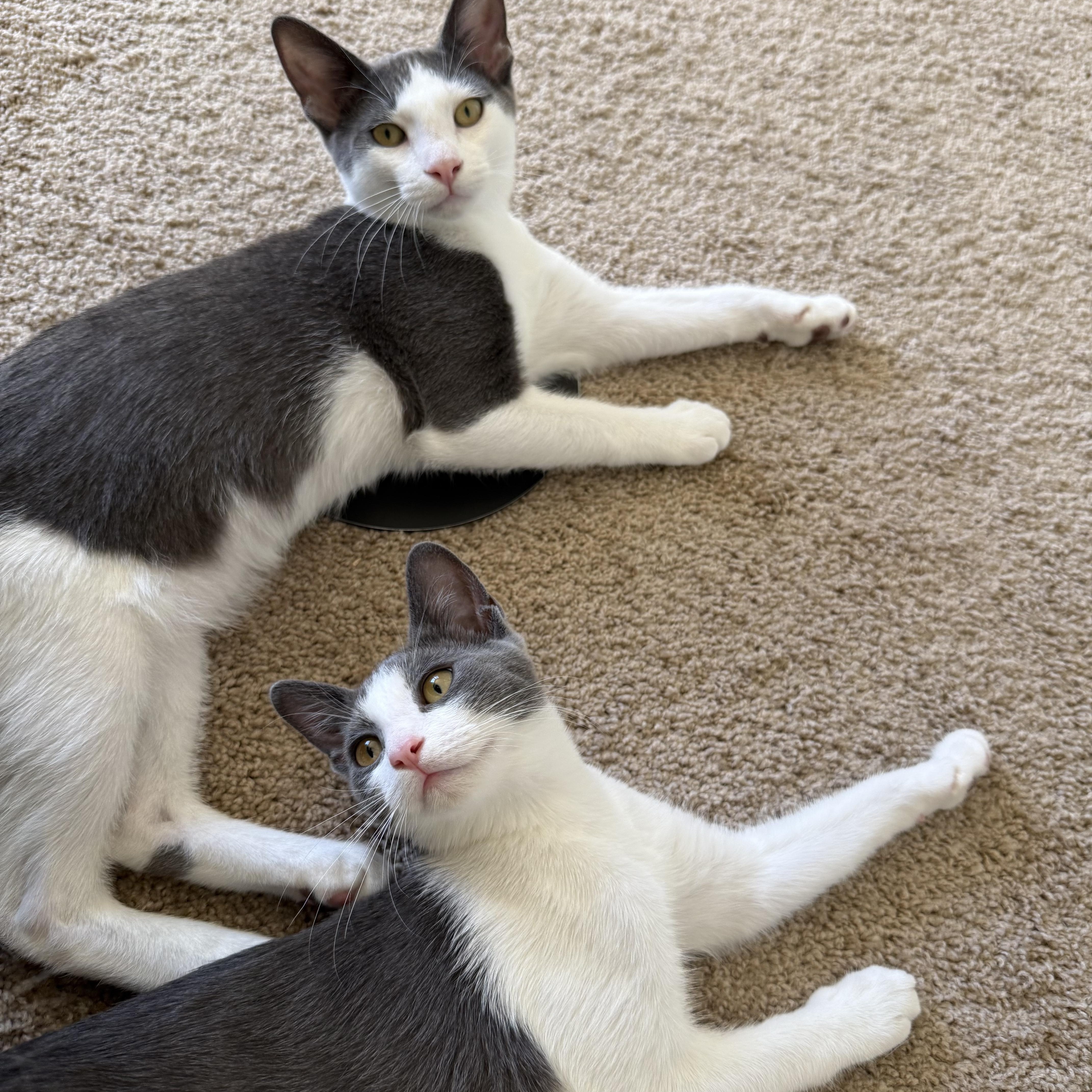 Mochi And Wasabi thumbnail 4