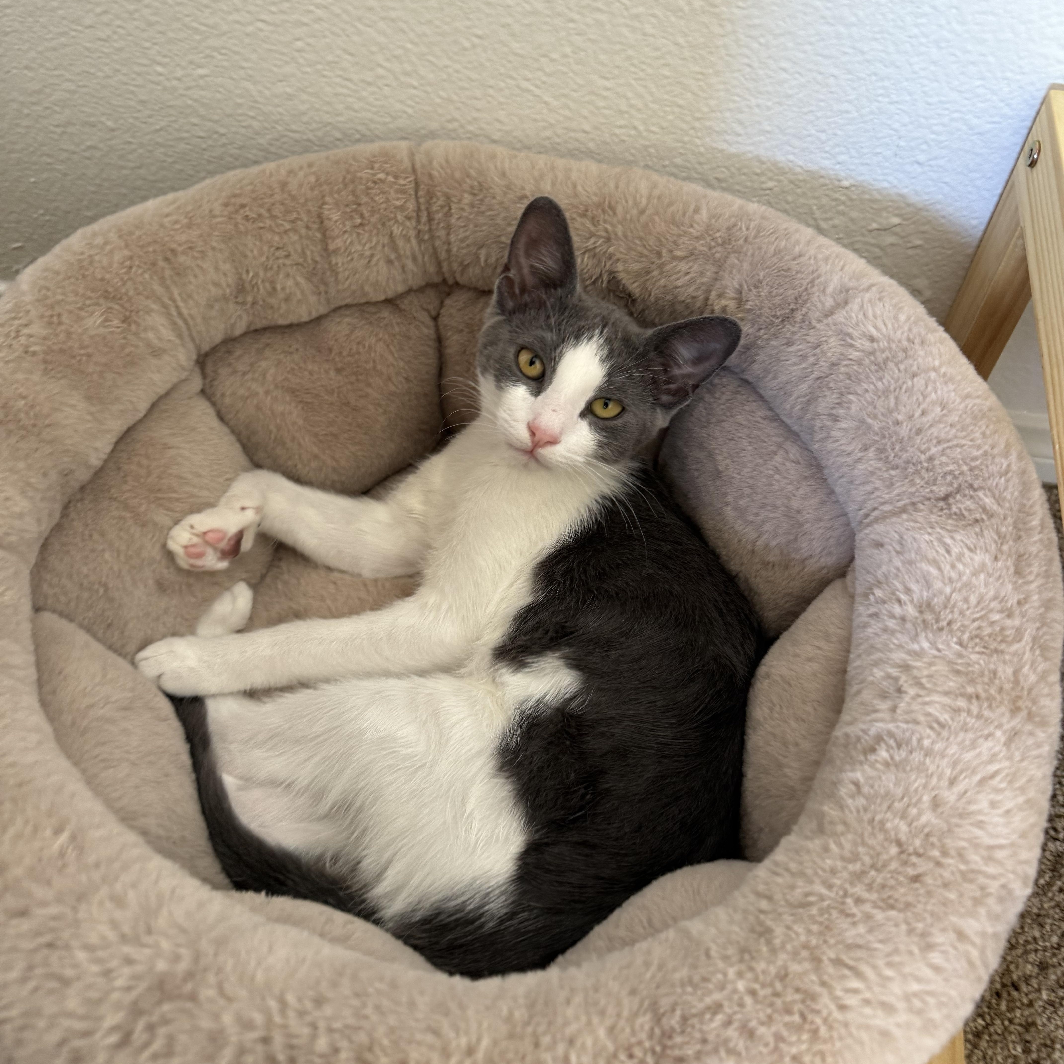 Mochi And Wasabi thumbnail 5