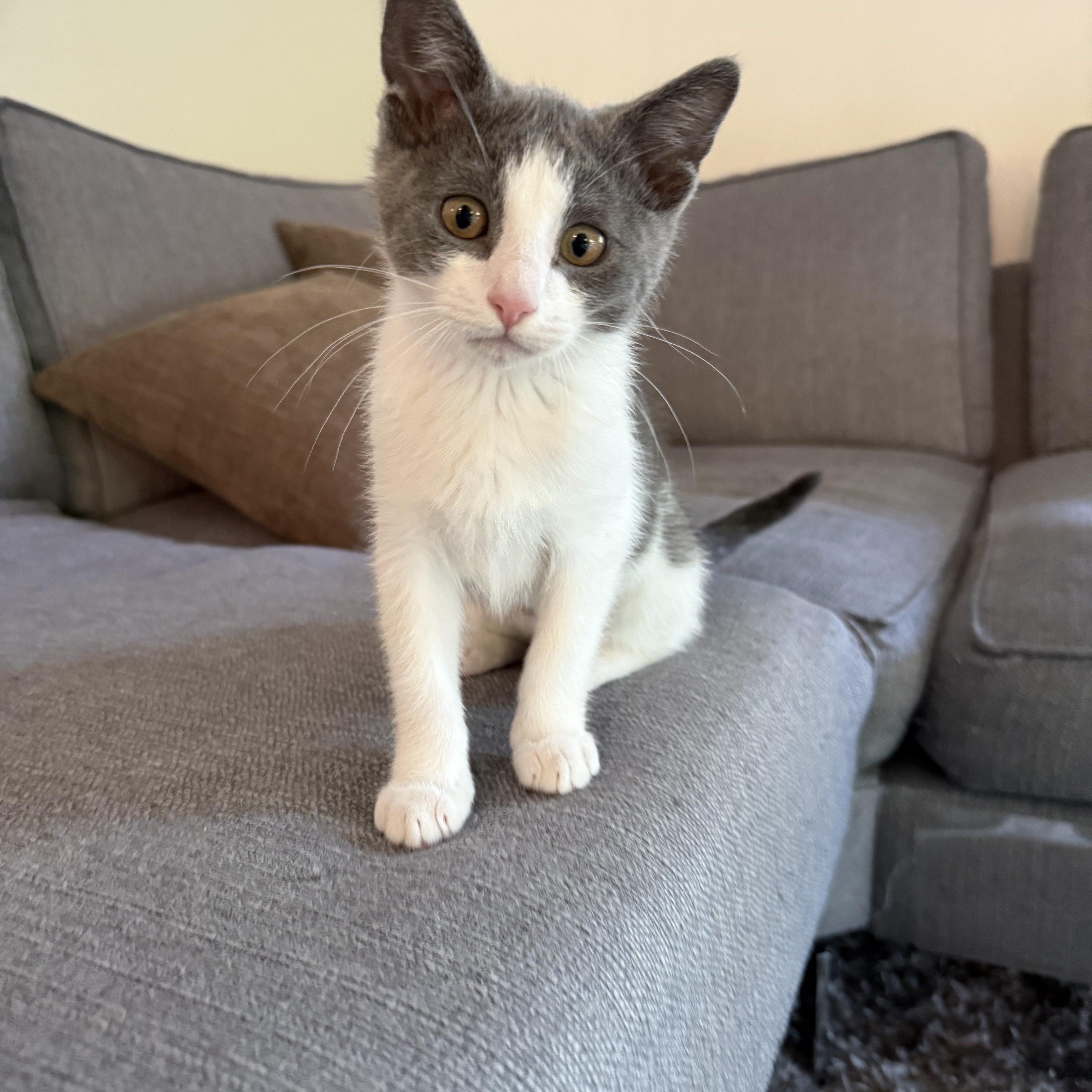 Mochi And Wasabi thumbnail 6