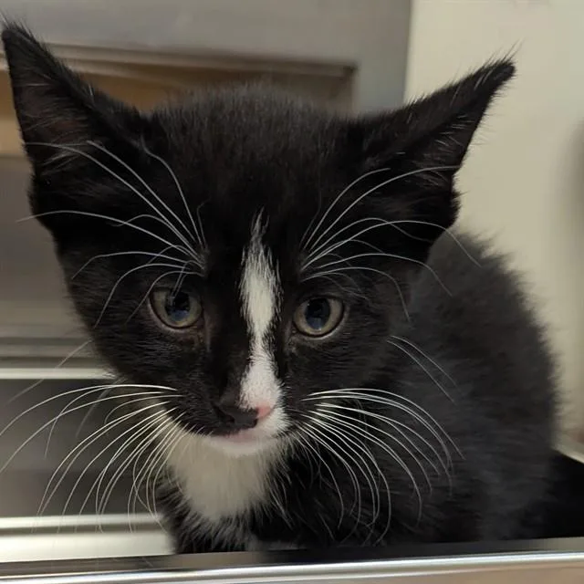 A baby small-sized male Domestic Short Hair cat named Dijonay for adoption in Olivette, MO