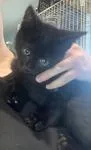 Wilbur