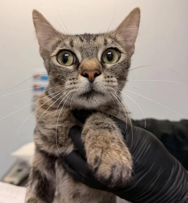 A young small-sized female Domestic Short Hair cat named Louise for adoption in San Diego, CA