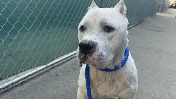 A senior large-sized female Mixed Breed dog named Milky White for adoption in New York, NY
