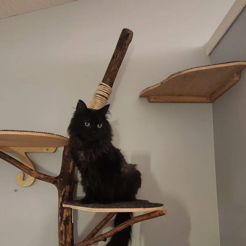 An adult large-sized male Black Domestic Medium Hair cat named Bagheera for adoption in Harrisonburg, VA