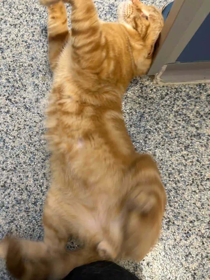 An adult medium-sized male Tabby (Orange / Red) Domestic Short Hair cat named Doc Hollliday for adoption in Milton, MA