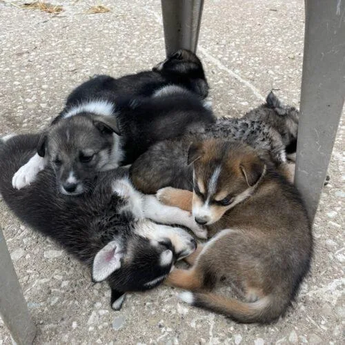 A baby small-sized female Tricolor (Brown, Black, & White) Siberian Husky dog named Jezebel for adoption in Kirksville, MO