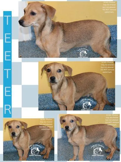 A baby small-sized male Chihuahua dog named Teeter for adoption in Kenansville, NC