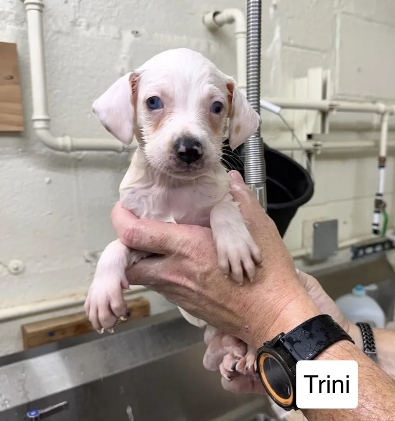 A baby medium-sized female Australian Shepherd dog named Trini for adoption in Blue Springs, MO