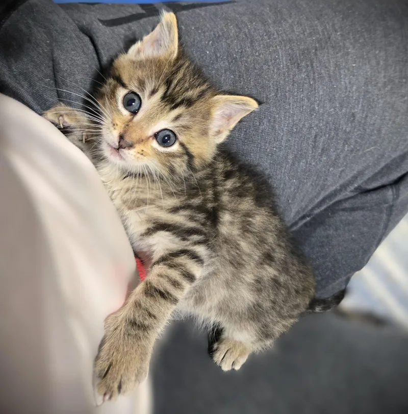 A baby small-sized male Tabby (Brown / Chocolate) Domestic Long Hair cat named Teddy for adoption in Mankato, MN