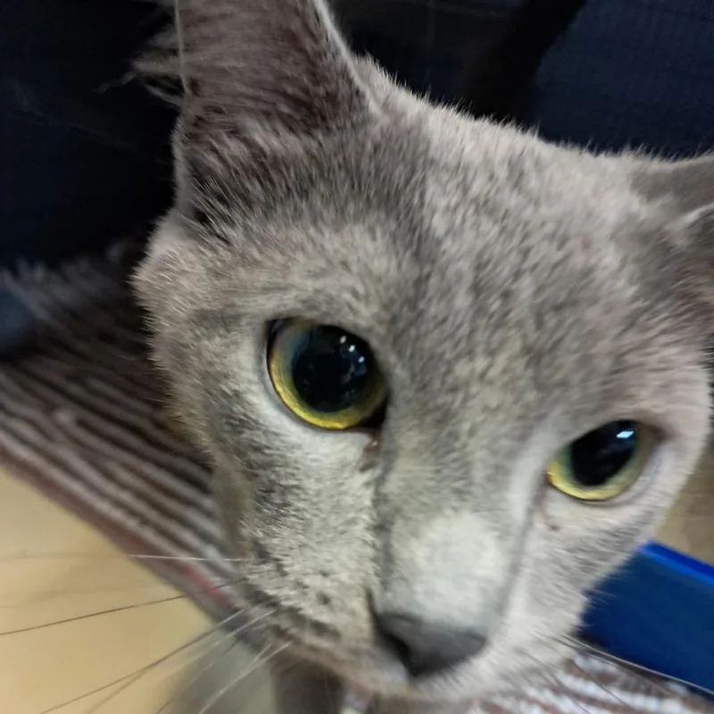 A young small-sized female Gray / Blue / Silver Domestic Short Hair cat named Blueberry for adoption in Tipton, IA