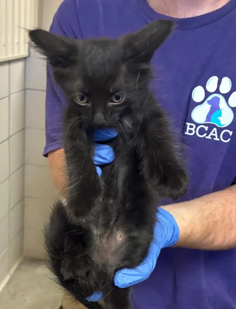 A baby small-sized female Domestic Short Hair cat named Emma for adoption in Bossier City, LA