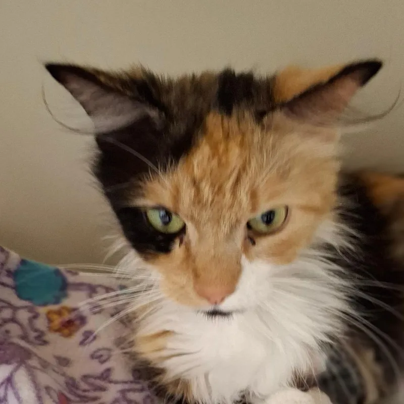 Shasta