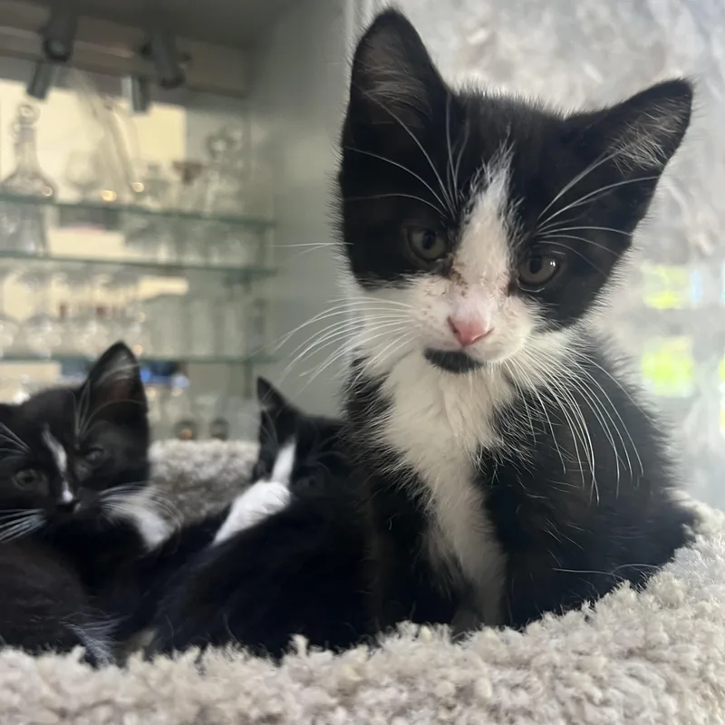A baby medium-sized male Black & White / Tuxedo Domestic Short Hair cat named Dale for adoption in South Euclid, OH