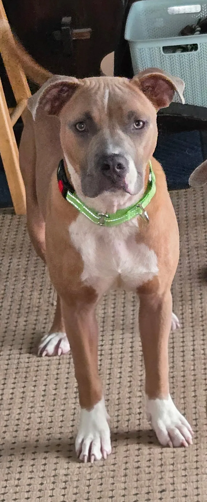 A young medium-sized male Pit Bull Terrier dog named Goofy for adoption in Carmel, NY