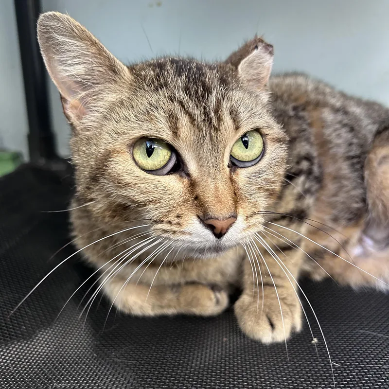 A young medium-sized female Tabby (Brown / Chocolate) Tabby cat named Maddie for adoption in Grand Rapids, MI