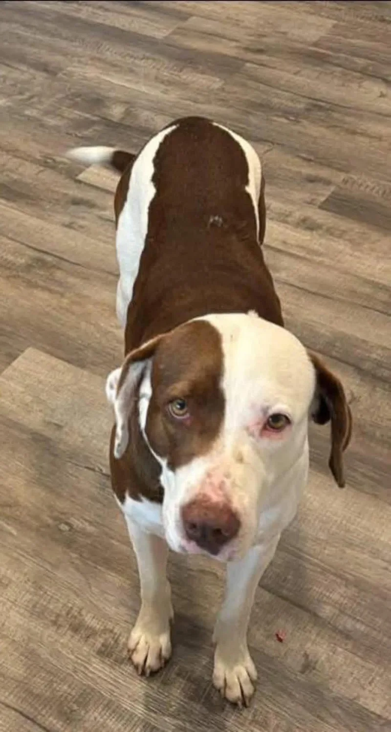 An adult medium-sized female Brown / Chocolate Labrador Retriever dog named Maggie for adoption in Foley, AL