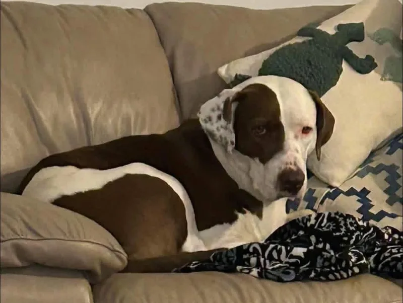 Maggie thumbnail 4
