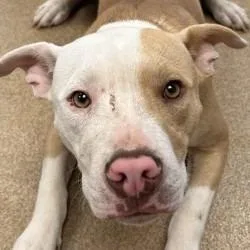 A baby medium-sized male Pit Bull Terrier dog named Dale for adoption in Brenham, TX