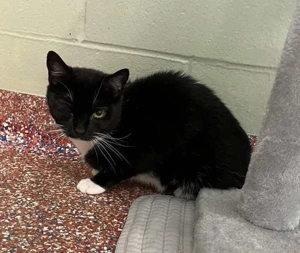 A young medium-sized female Domestic Short Hair cat named Sirocco for adoption in Stratham, NH