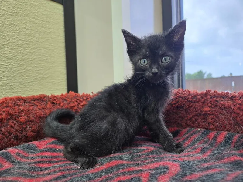 A baby small-sized male Black Domestic Short Hair cat named Harry for adoption in Shawnee, OK