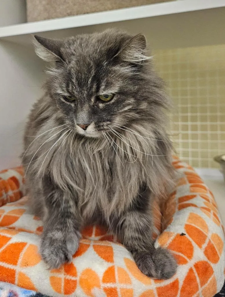 A young medium-sized female Domestic Long Hair cat named Shadow for adoption in Salt Lake City, UT
